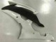 Kits Carene & Plastica Yamaha R6 08-16 - Bianco Kits Carene & Plastica Yamaha R6 08-16 - Bianco